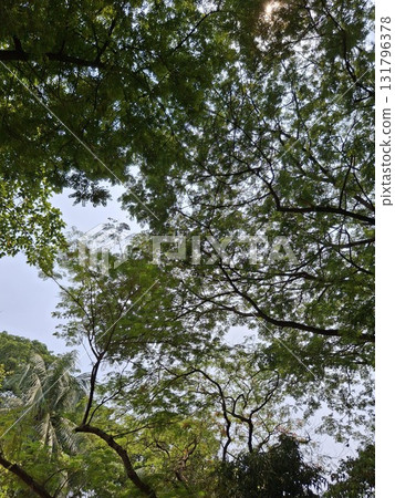 Looking up through a canopy of lush green leaves and branches, with dappled sunlight filtering through Looking up through a canopy of lush green leaves and branches, with dappled sunlight filtering through 131796378