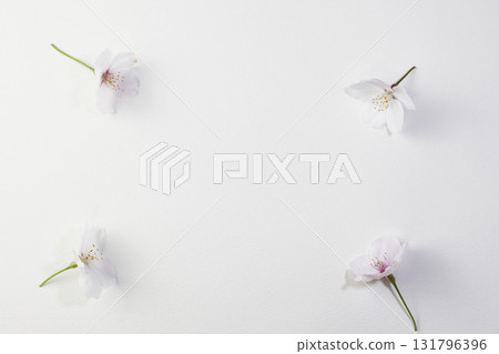 Cherry blossoms and text space Cherry blossoms and text space 131796396