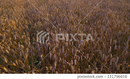 A magnificent Golden Grain Field at Dusk, showcasing the beauty of natures harvest 131796658