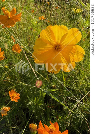 沾滿晨露的黃色波斯菊 沾滿晨露的黃色波斯菊 131796688