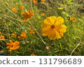 Yellow cosmos covered in morning dew 131796689