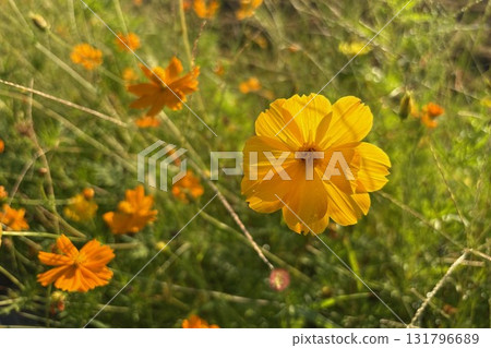 Yellow cosmos covered in morning dew Yellow cosmos covered in morning dew 131796689