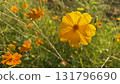 Yellow cosmos covered in morning dew 131796690