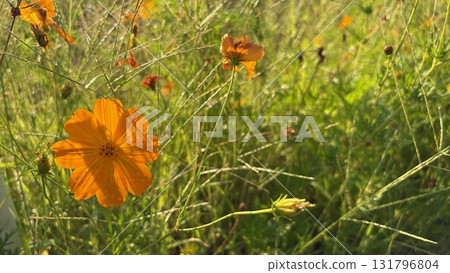 Yellow cosmos covered in morning dew Yellow cosmos covered in morning dew 131796804