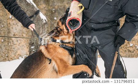 Training Of Purebred German Shepherd Young Dog Or Alsatian Wolf Dog. Attack And Defence. Winter 131796851