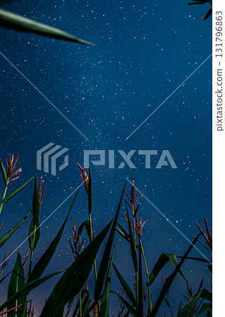 Bottom View Of Night Starry Sky With Milky Way From Green Maize Corn Field Plantation In Summer Agricultural Season. Night Stars Above Countryside Rural Landscape In August Month. Bottom View Of Night Starry Sky With Milky Way From Green Maize Corn Field Plantation In Summer Agricultural Season. Night Stars Above Countryside Rural Landscape In August Month. 131796863