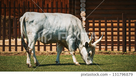 Hungarian Grey Steppe - Magyar Szurke. Podolic cattle characterised by long lyre-shaped horns and a pale grey coat. Hungarian Grey cow in livestock farm Hungarian Grey Steppe - Magyar Szurke. Podolic cattle characterised by long lyre-shaped horns and a pale grey coat. Hungarian Grey cow in livestock farm 131796879