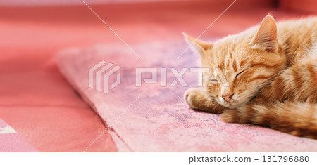Orange Red Tabby Male Kitten Ginger Cat Curled Up Sleeping In Home Orange Red Tabby Male Kitten Ginger Cat Curled Up Sleeping In Home 131796880