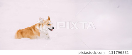 Funny Happy Pembroke Welsh Corgi Dog Playing, Fast Running Outdoor In Snow, Snowdrift At Winter Day Funny Happy Pembroke Welsh Corgi Dog Playing, Fast Running Outdoor In Snow, Snowdrift At Winter Day 131796881
