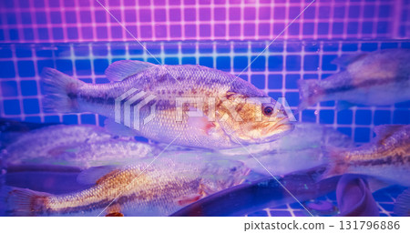 group of fish swim fluidly in an aquarium illuminated by purple light in Chinese cafe 131796886