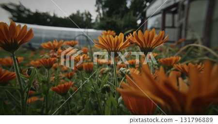 Field of Orange Blooms Under Dramatic Sky 131796889