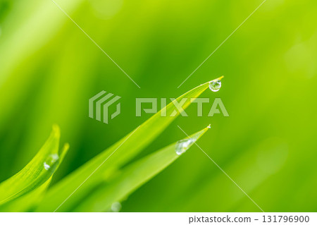 Morning drop 131796900