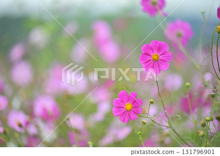Cosmos in full bloom bathed in the autumn sunshine 131796901