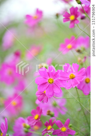 Pink cosmos blooming under the autumn sun 131796904