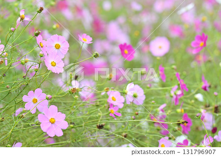 漂亮的宇宙 漂亮的宇宙 131796907