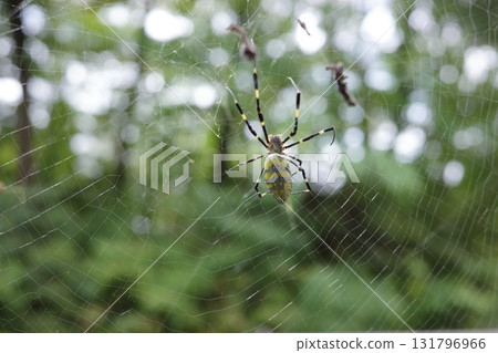 秋季，在森林和公園經常可以看到圓蛛。 131796966