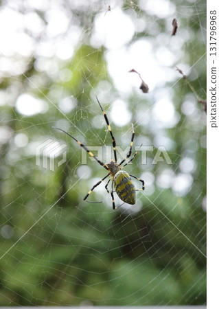 秋季，在森林和公園經常可以看到圓蛛。 131796968