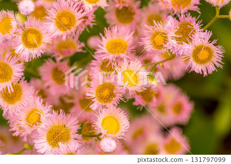 Morning Flower 131797099