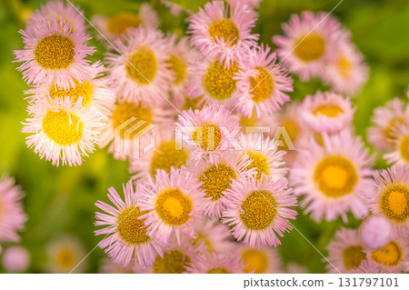 Morning Flower 131797101