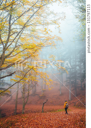 Hiker walks through a foggy autumn forest with yellow leaves Hiker walks through a foggy autumn forest with yellow leaves 131797115