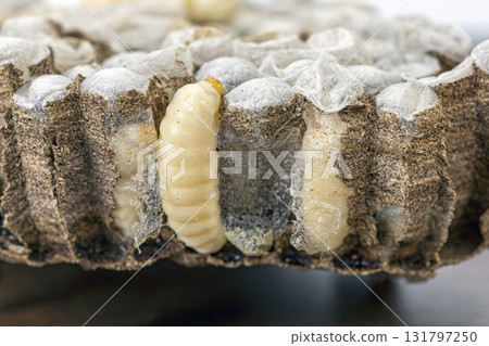 Wasp nests with larvae are a prized Thai delicacy, valued for high protein and unique savory flavor in cuisine. Wasp nests with larvae are a prized Thai delicacy, valued for high protein and unique savory flavor in cuisine. 131797250
