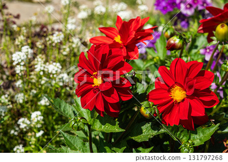 Vibrant Red Dahlias Blooming Amidst a Colorful Garden Filled with Various Flowers, Creating a Lush and Lively Spring Atmosphere 131797268