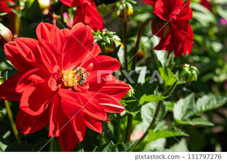Vibrant Red Dahlia Flower in Full Bloom with a Busy Bee Collecting Nectar on a Bright Sunny Day, Surrounded by Lush Green Foliage 131797276