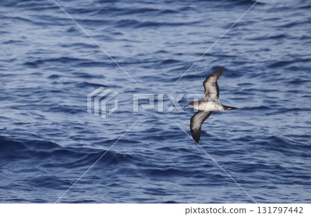 Wedge-tailed Shearwater flying over the sea Wedge-tailed Shearwater flying over the sea 131797442