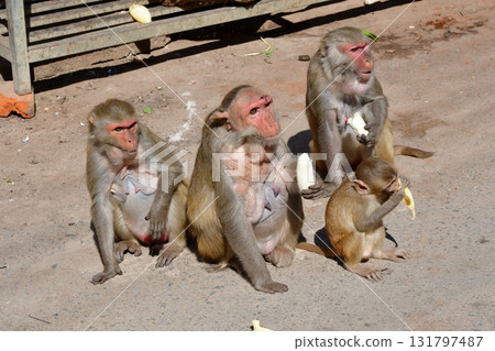 Myanmar, Mount Popa, sacred place of the indigenous religion Nat God faith, Taung Kalat, monkey eating banana 131797487