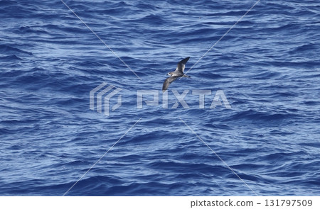 一隻蒼白的海燕飛過海 一隻蒼白的海燕飛過海 131797509