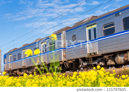 台灣火車行駛過油菜花海的瞬間景象 131797605