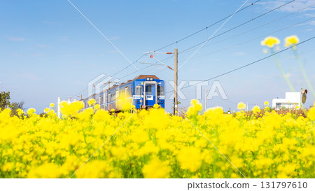 A momentary scene of a train passing through a sea of rapeseed flowers in Taiwan 131797610