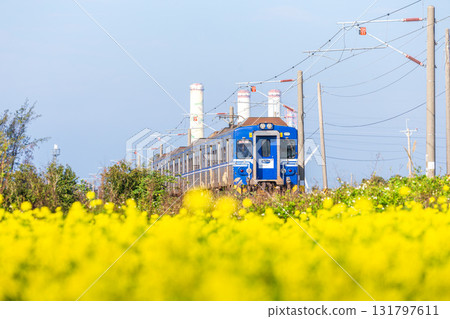 台灣火車行駛過油菜花海的瞬間景象 131797611