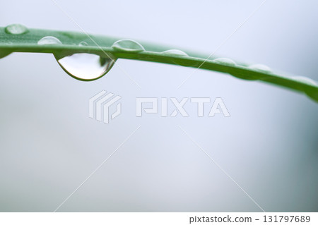 水滴的微距照片。草葉上的水滴 131797689