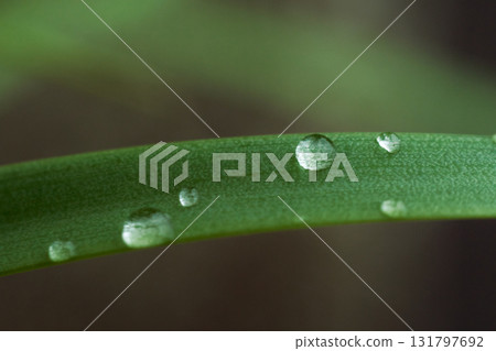 水滴的微距照片。草葉上的水滴 131797692