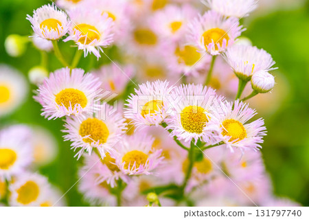 Morning Flowers - Dandelion Morning Flowers - Dandelion 131797740