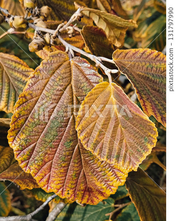 Autumn leaves macro with warm tones and rich texture Autumn leaves macro with warm tones and rich texture 131797990