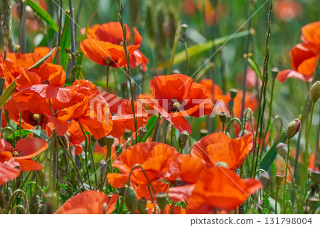 Vivid cluster of scarlet poppies in lush spring meadow Vivid cluster of scarlet poppies in lush spring meadow 131798004