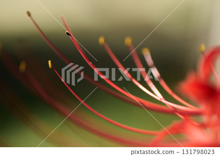 Close-up of red spider lilies: delicate vermilion lines and pollen Close-up of red spider lilies: delicate vermilion lines and pollen 131798023