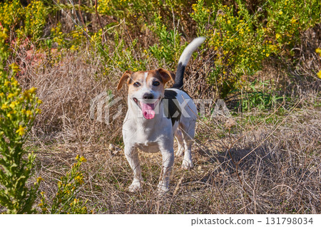 Dog in summer heat risk of sunstroke with care and hydration outdoors Dog in summer heat risk of sunstroke with care and hydration outdoors 131798034