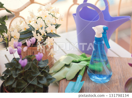 Blooming flowers in terracotta clay pots and gardening tools on balcony table. Nature and plant care at home. Space planning and interior design. Blooming flowers in terracotta clay pots and gardening tools on balcony table. Nature and plant care at home. Space planning and interior design. 131798134