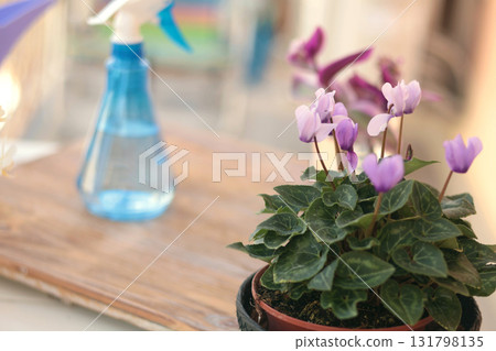 Blooming flowers in terracotta clay pots and gardening tools on balcony table. Nature and plant care at home. Space planning and interior design. 131798135