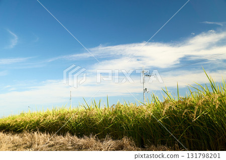Golden ears of rice stand out against the blue sky. A tranquil Japanese autumn countryside. 131798201