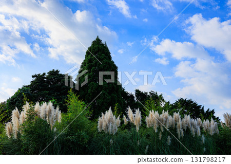 Pampasgrass Pampasgrass 131798217