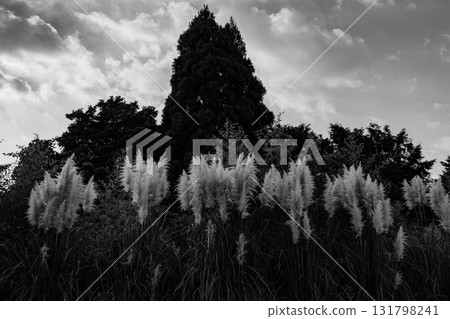 Pampas Grass Monochrome 131798241