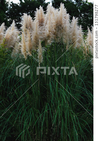 Panpasugurasu 131798277