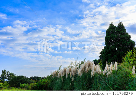 Pampasgrass 131798279