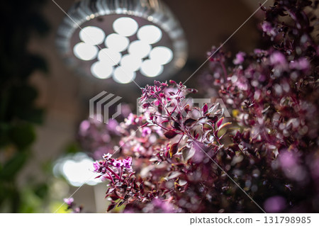 Growing Basil plants under phyto lamp at home in winter season. Additional illumination. Grow light. Growing Basil plants under phyto lamp at home in winter season. Additional illumination. Grow light. 131798985