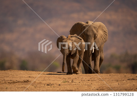 African elephant walks behind calf on horizon 131799128