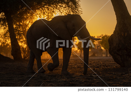 African elephant walks through trees at dawn African elephant walks through trees at dawn 131799140